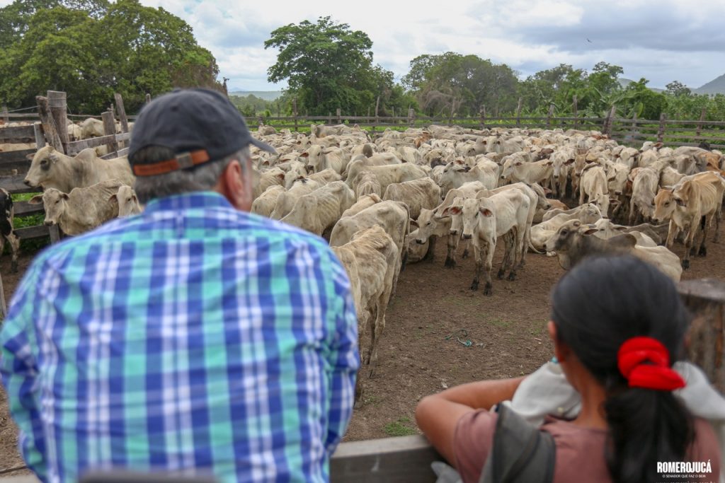 Romero Jucá ao lado de indígena observam o gado em comunidade de Roraima