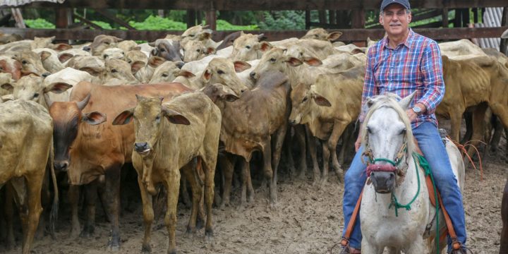 Entrega de gado na comunidade indígena Barata